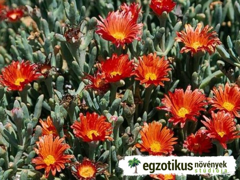 Rézvörös kristályvirág, Malephora crocea, etnobotanika